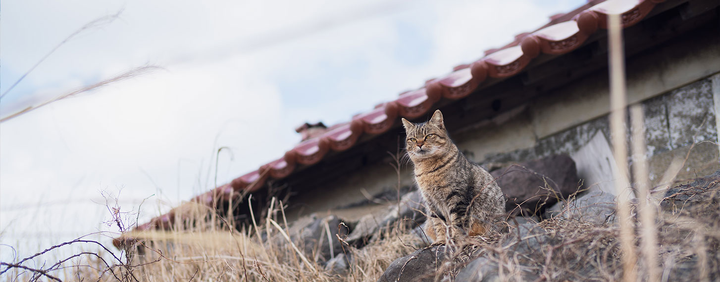 猫は何でも知っている