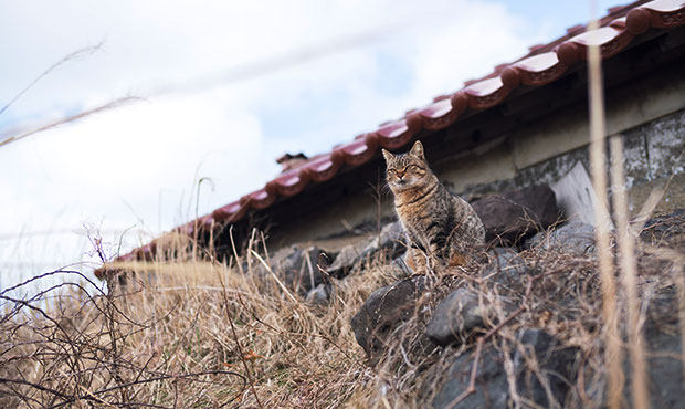 猫は何でも知っている